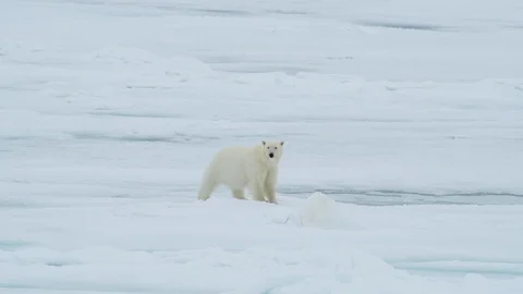 Polar bear walking in an arctic. Stock Footage 94266252