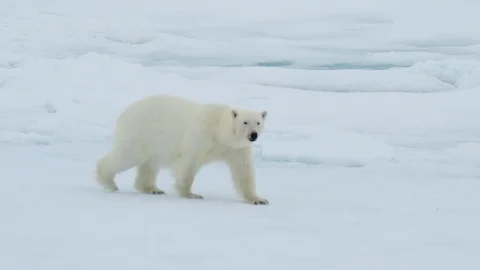 Polar bear walking in an arctic. Stock Footage 94270112