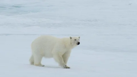 Polar bear walking in an arctic. Stock Footage 94274348