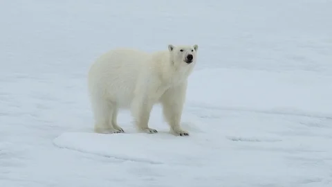 Polar bear walking in an arctic. Stock Footage 94283888