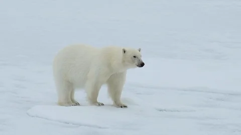 Polar bear walking in an arctic. Stock Footage 94288915
