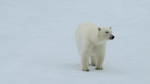 Polar bear walking in an arctic. Stock Footage 94292362