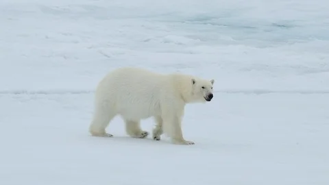 Polar bear walking in an arctic. Stock Footage 94295313