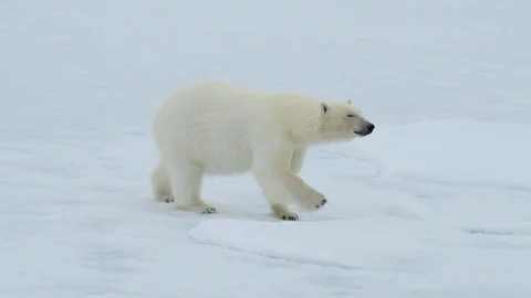 Polar bear walking in an arctic. Stock Footage 94330400
