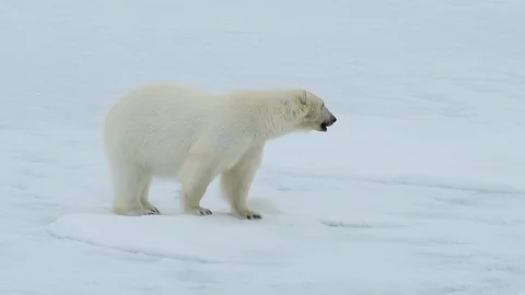 Polar bear walking in an arctic. Stock Footage 94333217