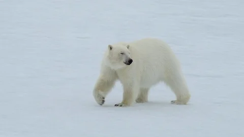 Polar bear walking in an arctic. Stock Footage 94336894