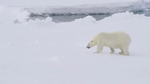 Polar bear walking in an arctic. Stock Footage 94829227
