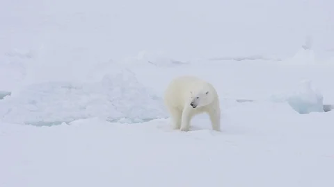 Polar bear walking in an arctic. Stock Footage 94832766