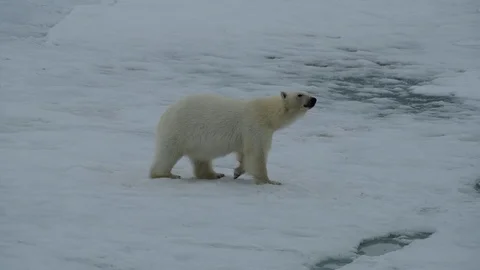 Polar bear walking in an arctic. Stock Footage 94833234