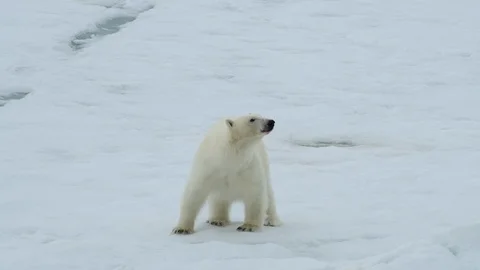 Polar bear walking in an arctic. Stock Footage 94833769