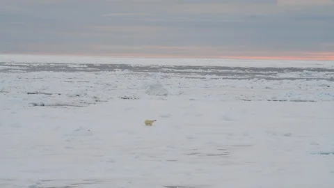 Polar bear walking in an arctic. Stock Footage 95022970