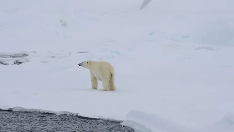 Polar bear walking in an arctic. Stock Footage 95027465