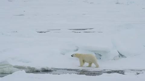 Polar bear walking in an arctic. Stock Footage 95027630