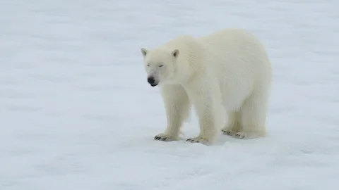 Polar bear walking in an arctic. Stock Footage 95210891