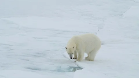 Polar bear walking in an arctic. Stock Footage 95386231