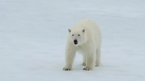 Polar bear walking in an arctic. Stockbeeldmateriaal 95387794