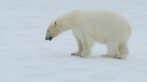 Polar bear walking in an arctic. Stock Footage 95388421