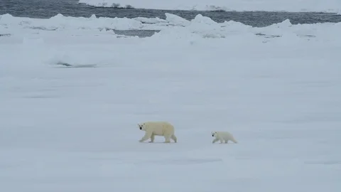 Polar bear walking in an arctic. Stock Footage 95393294