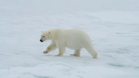 Polar bear walking in an arctic. Stock Footage 95393744