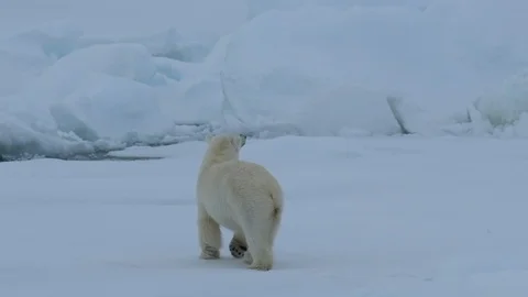 Polar bear walking in an arctic. Stock Footage 100414968