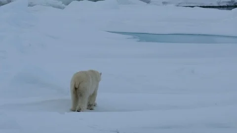 Polar bear walking in an arctic. Stock Footage 100415190