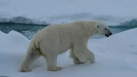 Polar bear walking in an arctic. Video stock 100415342