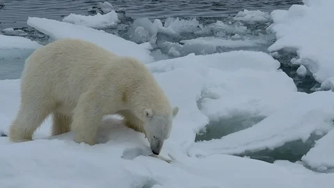 Polar bear walking in an arctic. Stock Footage 100415638