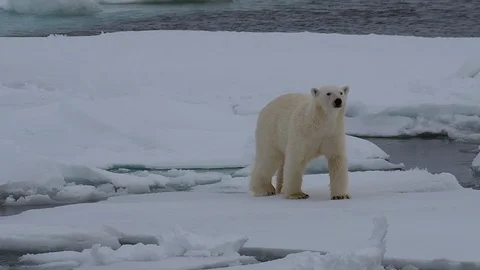 Polar bear walking in an arctic. Stock Footage 100415813
