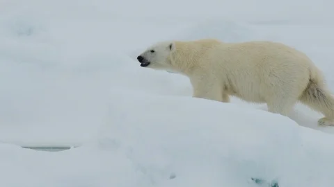 Polar bear walking in an arctic. Stock Footage 100416059