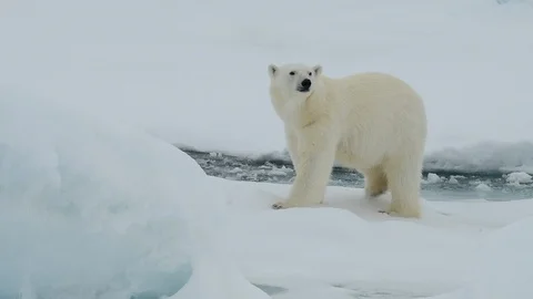Polar bear walking in an arctic. Stock Footage 100416336