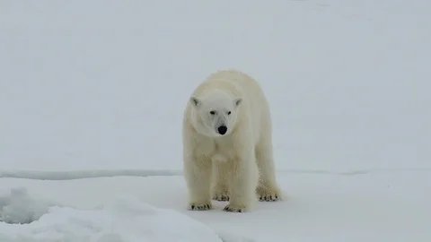 Polar bear walking in an arctic. Stock Footage 100416463