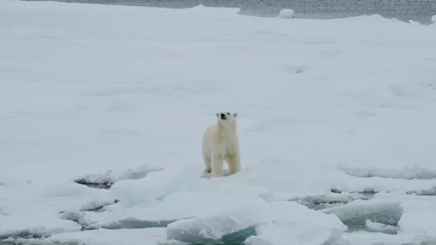 Polar bear walking in an arctic. Stock Footage 100416660