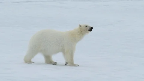 Polar bear walking in an arctic. Stock Footage 100417234
