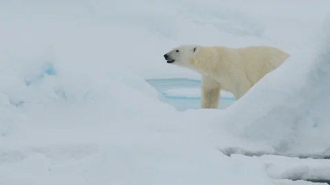 Polar bear walking in an arctic. Stock Footage 101020100