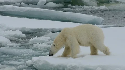 Polar bear walking in an arctic. Stock Footage 101020280