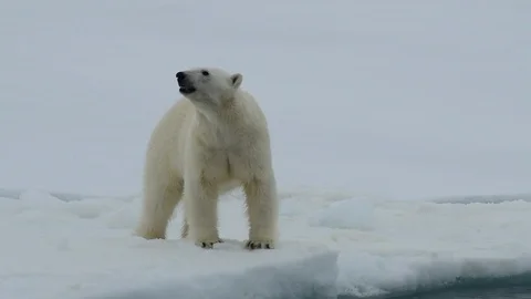 Polar bear walking in an arctic. Stock Footage 101020282