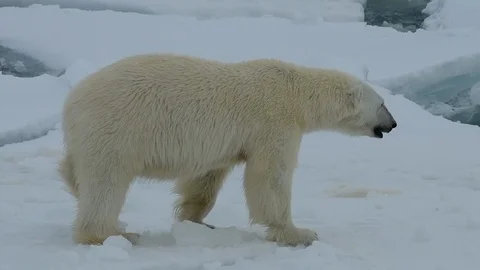 Polar bear walking in an arctic. Stock Footage 101020329