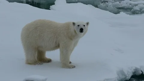 Polar bear walking in an arctic. Stockbeeldmateriaal 101020361