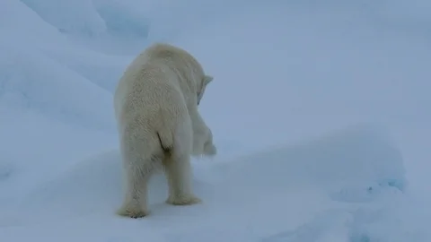 Polar bear walking in an arctic. Stock Footage 101020464