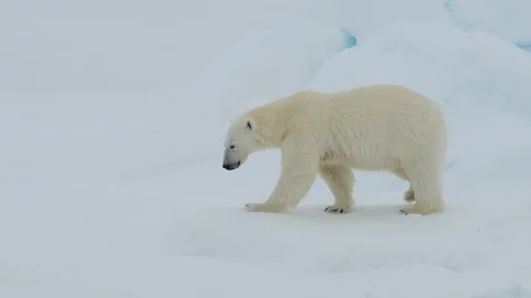 Polar bear walking in an arctic. Stock Footage 101049503