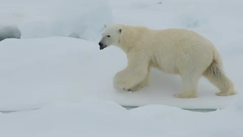 Polar bear walking in an arctic. Stockbeeldmateriaal 101049517