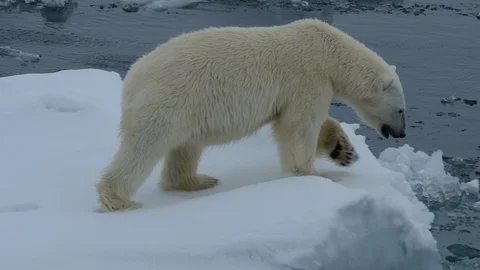 Polar bear walking in an arctic. Stock Footage 101049603