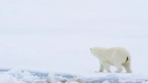 Polar bear walking in an arctic. Stock Footage 107701252