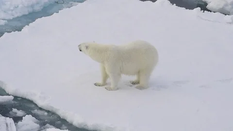 Polar bear walking in an arctic. Stock Footage 107701682