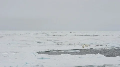 Polar bear walking in an arctic. Stock Footage 113880883