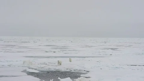 Polar bear walking in an arctic. Stock Footage 113880945