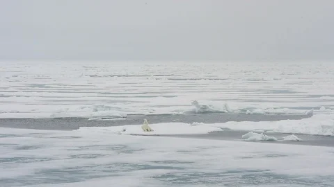 Polar bear walking in an arctic. Stock Footage 113880967