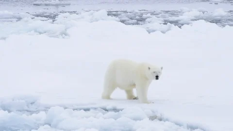 Polar bear walking in an arctic. Stock Footage 117426628
