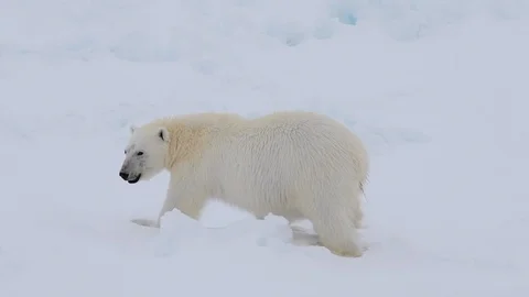 Polar bear walking in an arctic. Stock Footage 118713436