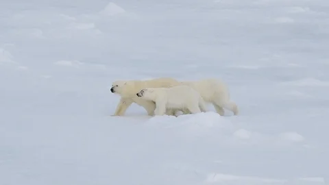 Polar bear walking in an arctic. Stock Footage 118713830